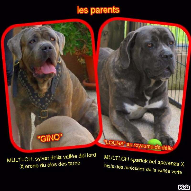 Des Kool And The Dog - Cane Corso - Portée née le 21/11/2016