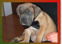 chiot